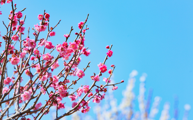 期間限定 十大百年賞梅 台版迪士尼城堡 嘉義漫遊1日